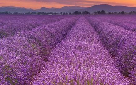 Der berauschende Duft von Lavendel
