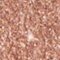 Lidschatten Wet n Wild Color Icon Glitter Single 1,4 g Nudecomer